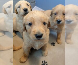 Golden Retriever Puppy for sale in PAMPLIN, VA, USA