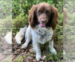 Small Colonial Cocker Spaniel Mix