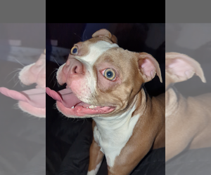 Father of the Boston Terrier puppies born on 01/13/2026