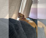 Small #1 Chihuahua Mix