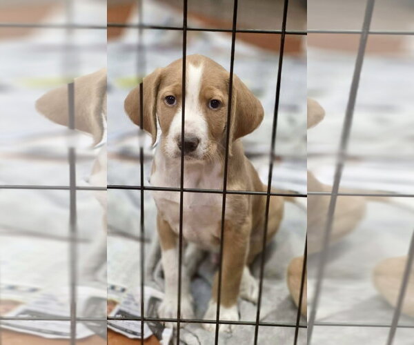Medium Photo #2 Labradoodle Puppy For Sale in SHERBURNE, NY, USA
