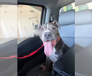 Mutt Dogs for adoption in Texas City, TX, USA