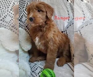 Goldendoodle Puppy for sale in WATERLOO, NY, USA