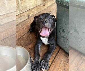 American Pit Bull Terrier-Unknown Mix Dogs for adoption in Wenonah, NJ, USA