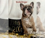 Small Photo #5 French Bulldog Puppy For Sale in SLIPPERY ROCK, PA, USA
