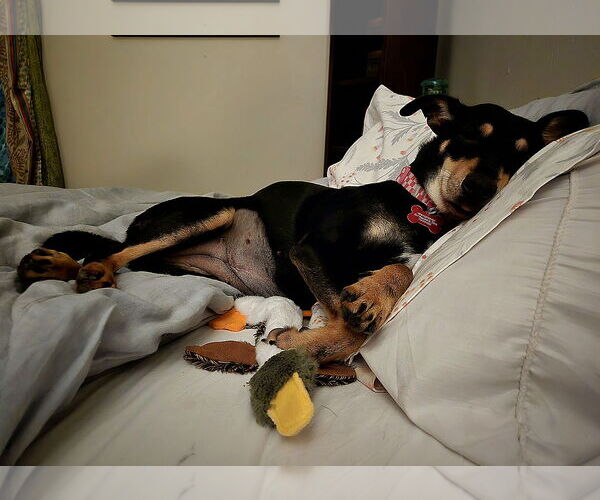 Medium Photo #3 Chihuahua-Unknown Mix Puppy For Sale in Aurora, CO, USA