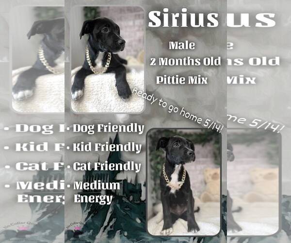 Medium Photo #1 Mutt Puppy For Sale in Jacksonville, NC, USA