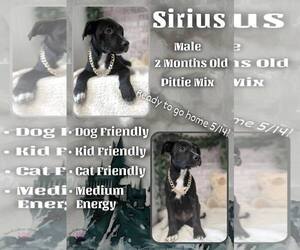 Mutt Dogs for adoption in Jacksonville, NC, USA