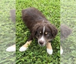 Small Photo #6 Australian Shepherd Puppy For Sale in NEOSHO, MO, USA