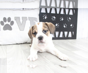 English Bulldog-Pug Mix Puppy for sale in MARIETTA, GA, USA