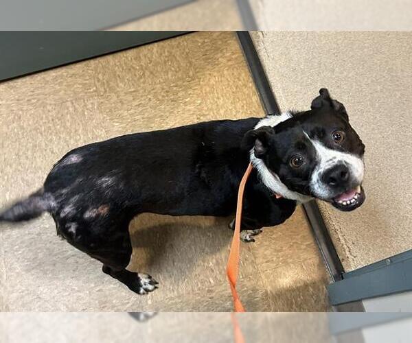 Medium Photo #1 Boston Terrier-Unknown Mix Puppy For Sale in Newton, NC, USA