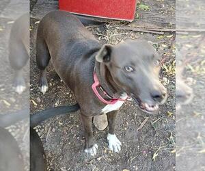 American Staffordshire Terrier-Unknown Mix Dogs for adoption in San Antonio, TX, USA
