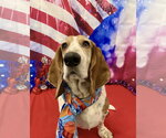 Jaxx - Male Basset Hound Dog for Adoption - Small photo