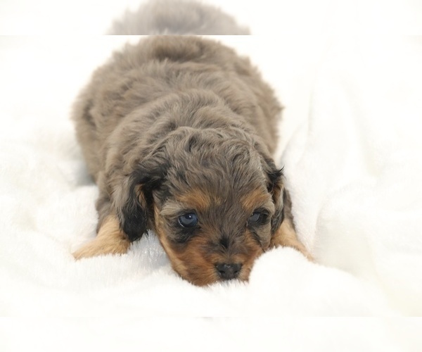 Medium Photo #2 Cockapoo Puppy For Sale in RIPLEY, TN, USA