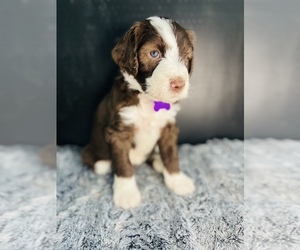Sheepadoodle Puppy for sale in ANAHEIM, CA, USA