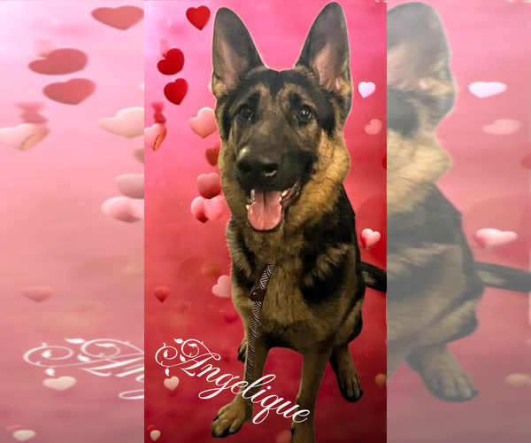 Medium Photo #4 German Shepherd Dog Puppy For Sale in LOGANVILLE, GA, USA
