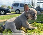 Small Photo #9 French Bulldog Puppy For Sale in NORTH LITTLE ROCK, AR, USA