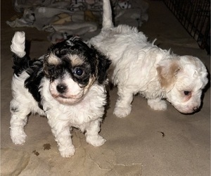 Maltipoo Puppy for sale in JASPER, GA, USA