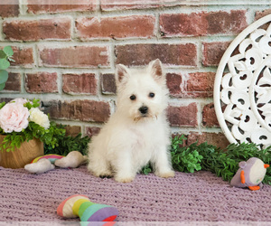 West Highland White Terrier Puppy for sale in SYRACUSE, IN, USA