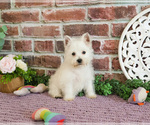 Small West Highland White Terrier