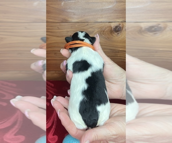 Medium Photo #7 Schnauzer (Miniature) Puppy For Sale in BIG CABIN, OK, USA
