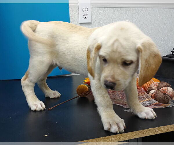 Medium Photo #6 Labralas Puppy For Sale in Attalka, AL, USA