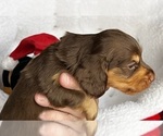 Small Photo #5 Dachshund Puppy For Sale in MURFREESBORO, TN, USA