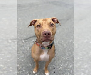 AC - Whiskey aka Snuggles - Male American Pit Bull Terrier-Unknown Mix Dog for Adoption - Photo #5