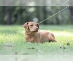 Small Photo #7 Labrador Retriever-Unknown Mix Puppy For Sale in Tuscaloosa, AL, USA