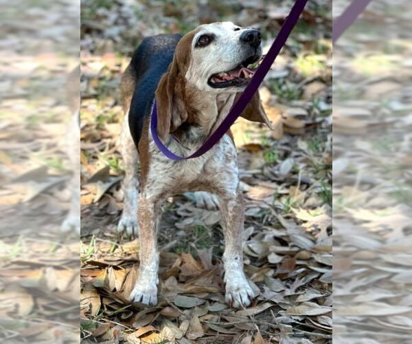 Medium Photo #9 Beagle Puppy For Sale in Dunnellon, FL, USA
