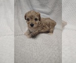 Small #3 Maltipoo (Toy)