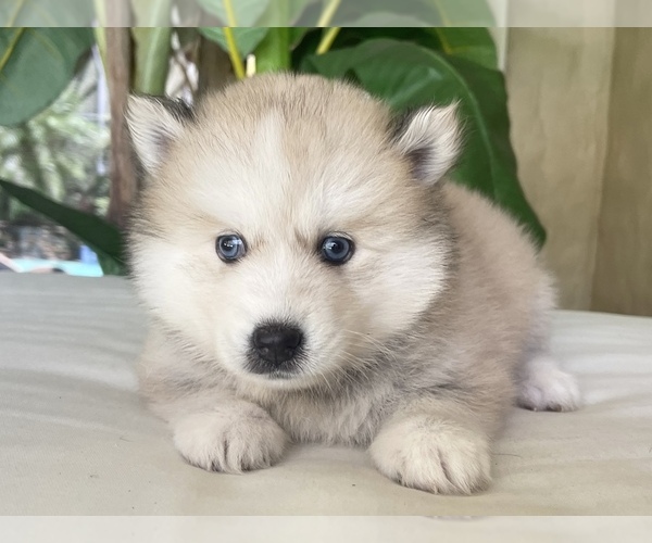 Medium Photo #2 Pomsky-Siberian Husky Mix Puppy For Sale in WINDERMERE, FL, USA