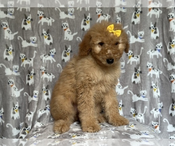 Medium Photo #6 Goldendoodle Puppy For Sale in LAKELAND, FL, USA