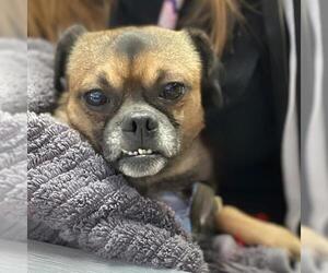 Chug Dogs for adoption in Aurora, CO, USA