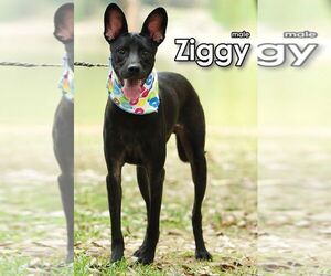 Ziggy from Taiwan - Male Mutt Dog for Adoption - Photo #5