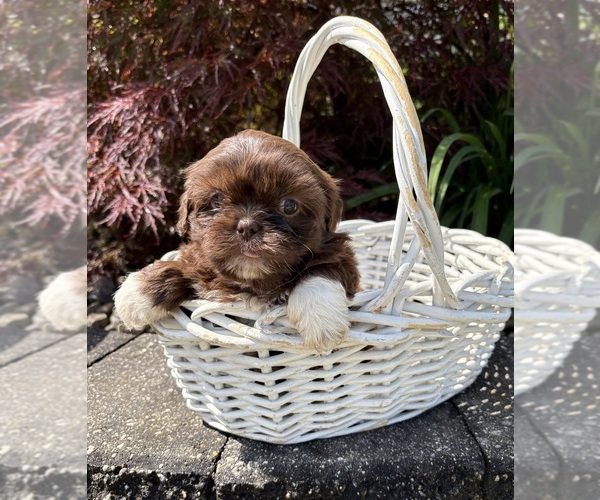 Medium Photo #3 Shih Tzu Puppy For Sale in MIDDLEBURY, IN, USA
