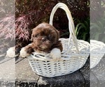 Small #2 Shih Tzu