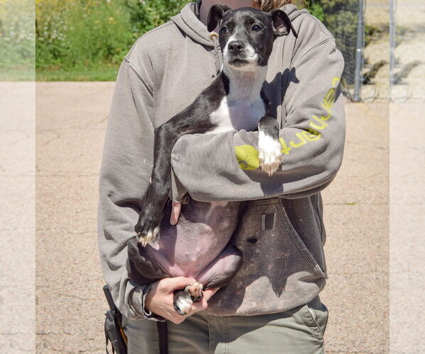 Medium Photo #3 American Staffordshire Terrier-Unknown Mix Puppy For Sale in Huntley, IL, USA