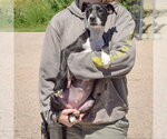 Small #2 American Staffordshire Terrier Mix