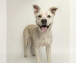 Small Labrador Retriever Mix