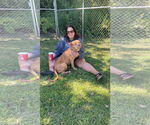 Small #5 American Pit Bull Terrier Mix