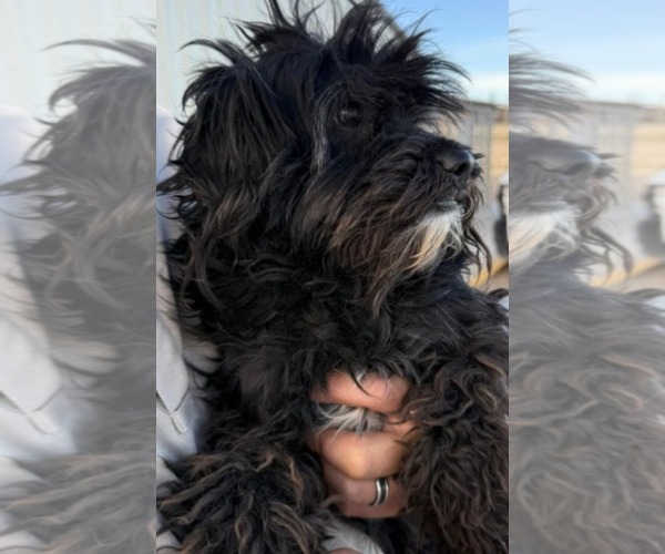 Medium Photo #2 Mutt Puppy For Sale in Minneapolis, MN, USA