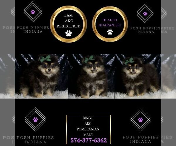 Medium Photo #2 Pomeranian Puppy For Sale in WARSAW, IN, USA