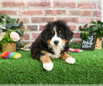 Small #3 Bernese Mountain Dog