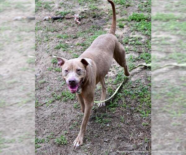 Medium Photo #2 American Pit Bull Terrier Puppy For Sale in Ocala, FL, USA