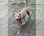 Small #1 American Pit Bull Terrier
