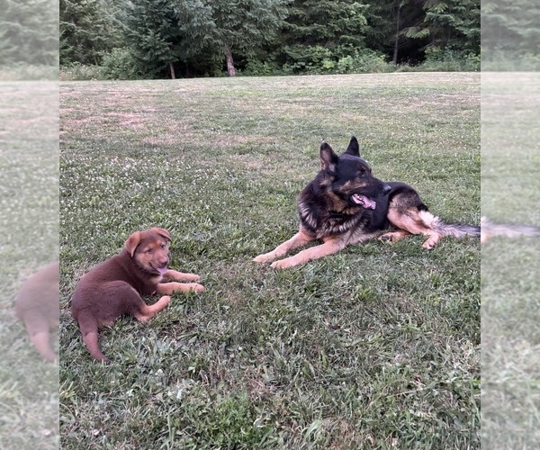 Medium Photo #9 German Shepherd Dog Puppy For Sale in BRUSH PRAIRIE, WA, USA