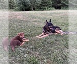 Small #8 German Shepherd Dog