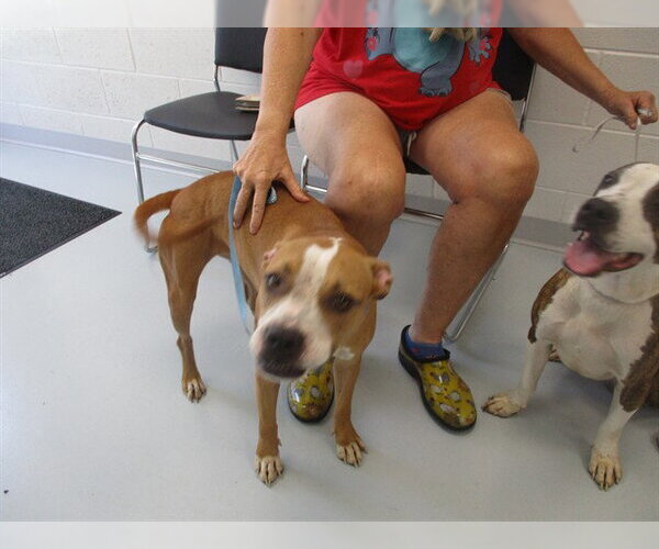 Medium Photo #1 American Staffordshire Terrier Puppy For Sale in Ocala, FL, USA
