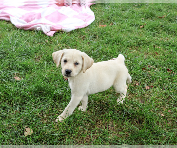 Medium Photo #5 Labrador Retriever Puppy For Sale in SYRACUSE, IN, USA